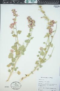 Sphaeralcea parvifolia image