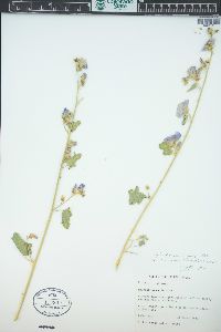 Sphaeralcea emoryi image