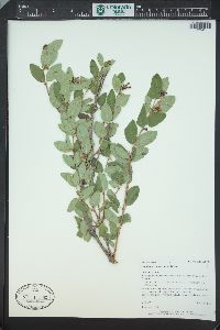 Symphoricarpos occidentalis image