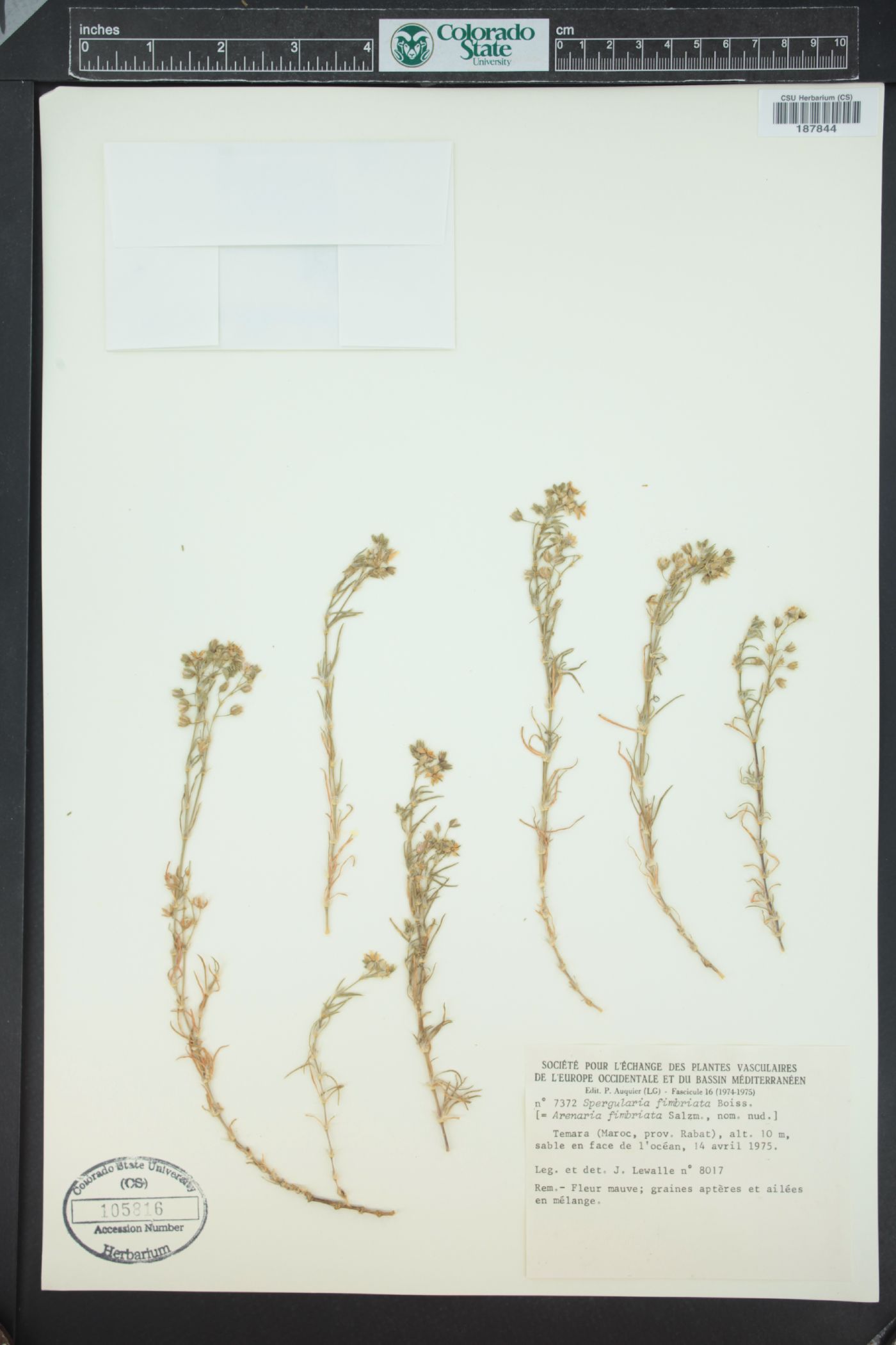 Spergularia fimbriata image