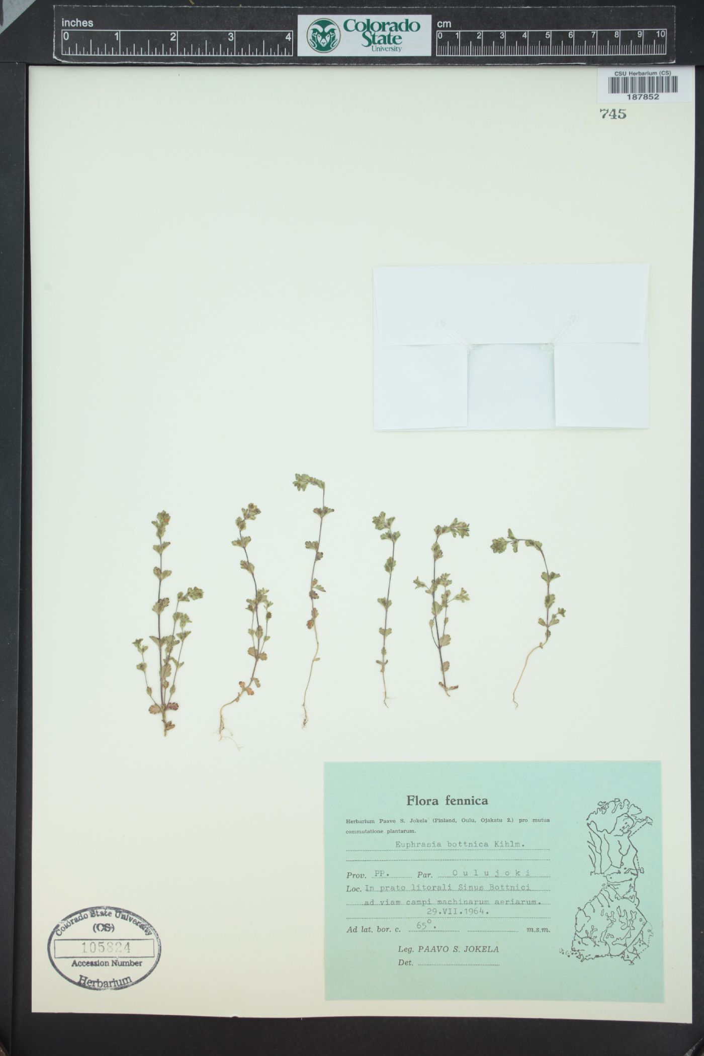 Euphrasia bottnica image