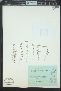 Image of Euphrasia bottnica