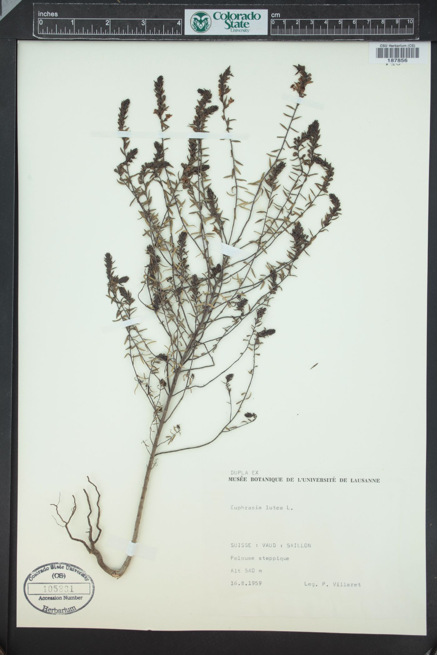 Odontites luteus image