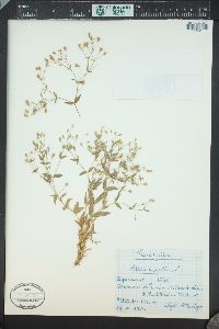 Silene rupestris image