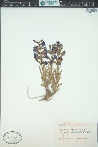 Penstemon fremontii image