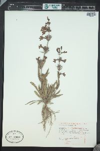 Penstemon albidus image