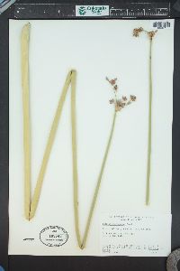 Scirpus microcarpus image