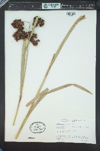 Scirpus microcarpus image