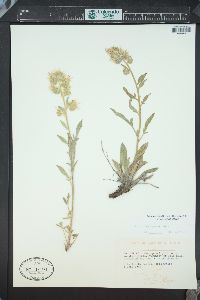 Phacelia heterophylla image