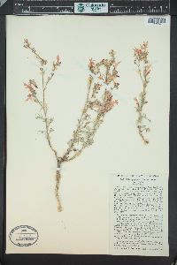 Ipomopsis aggregata image