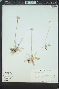 Primula incana image