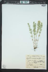 Linanthus nuttallii image