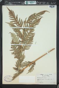 Woodwardia fimbriata image