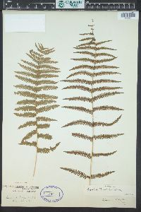 Thelypteris palustris var. pubescens image