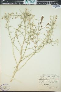 Pleiacanthus spinosus image