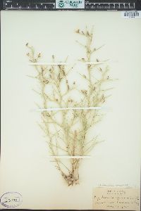 Pleiacanthus spinosus image