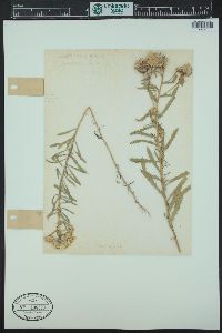 Rayjacksonia annua image