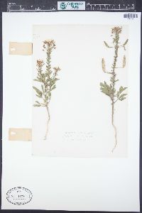 Polanisia dodecandra subsp. trachysperma image