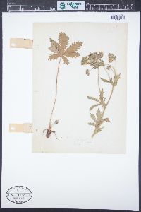 Potentilla gracilis image