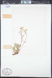 Potentilla diversifolia image