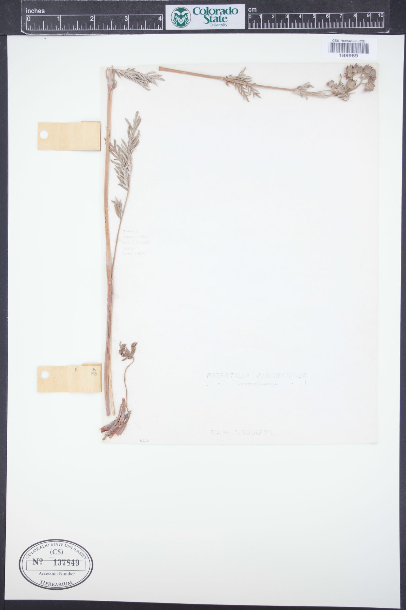 Potentilla bipinnatifida image