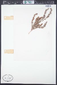 Polygonum sawatchense image