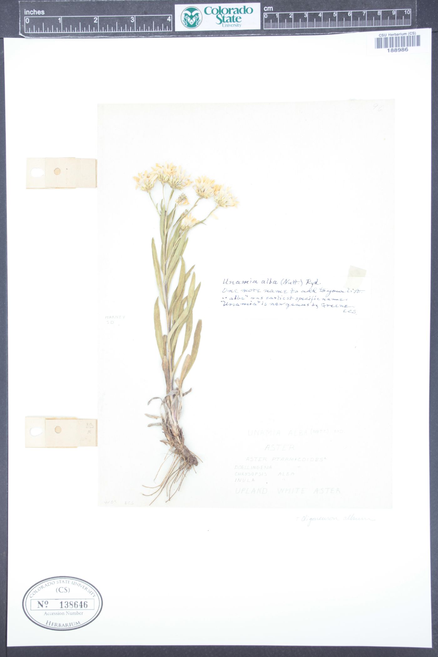 Solidago ptarmicoides image