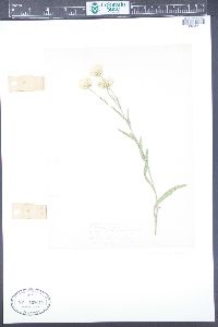 Solidago ptarmicoides image