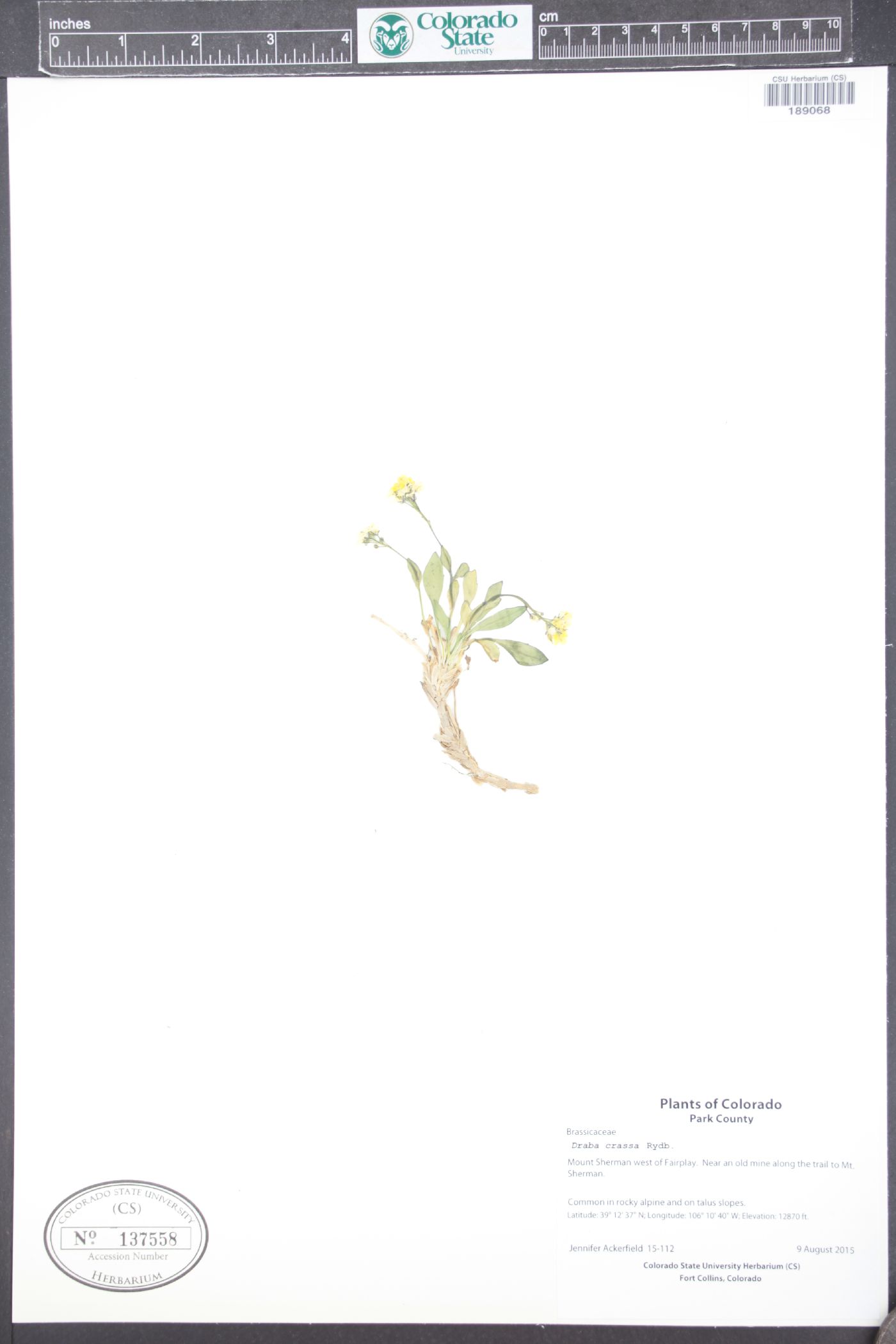 Draba crassa image