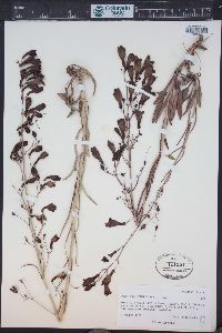 Penstemon comarrhenus image