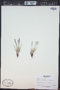 Festuca baffinensis image