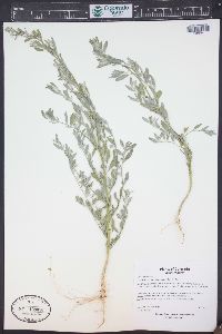 Chenopodium pratericola image