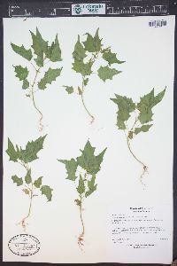 Chenopodiastrum simplex image