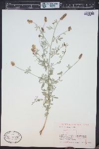 Dalea candida var. oligophylla image