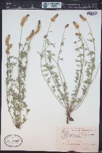 Dalea candida var. oligophylla image