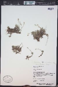 Draba streptobrachia image