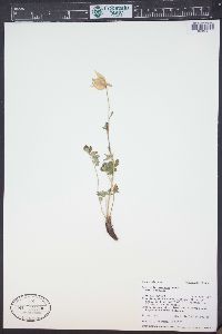 Aquilegia coerulea image