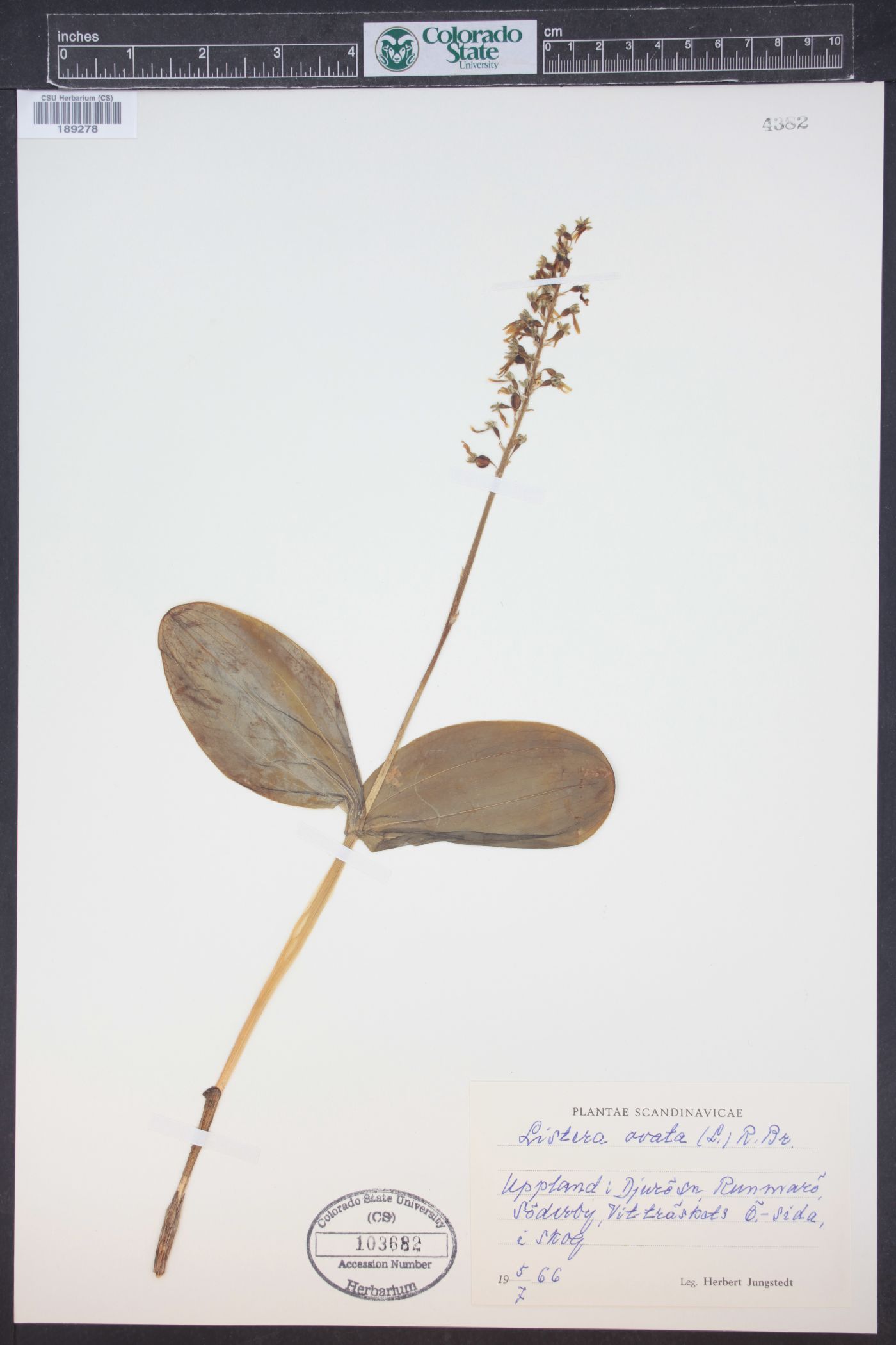 Listera ovata image