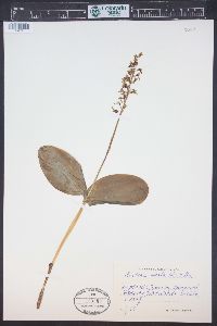 Listera ovata image