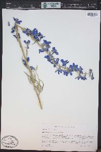 Delphinium geyeri image