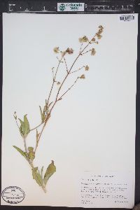 Mirabilis nyctaginea image