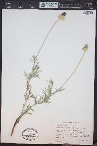 Ratibida columnifera image