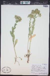 Lepidium chalepense image