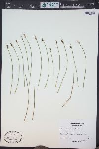 Juncus drummondii image