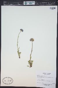 Erigeron grandiflorus image