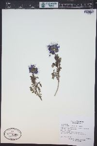 Phacelia bakeri image