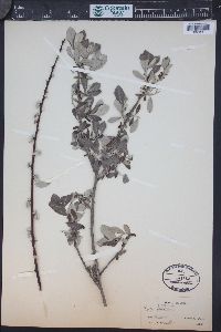 Salix sitchensis image