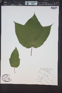 Acer pennsylvanicum image