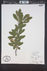 Sideroxylon lanuginosum image