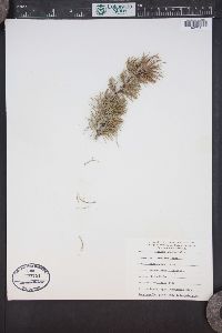 Larix occidentalis image